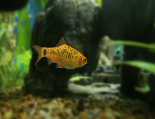 freshwater fish - puntius sachsii - gold barb stocking in 15 gallons tank - Gold barb entering rocky tunnel. freshwater fish - puntius sachsii - gold barb stocking in 15 gallons tank - Gold barb entering rocky tunnel.