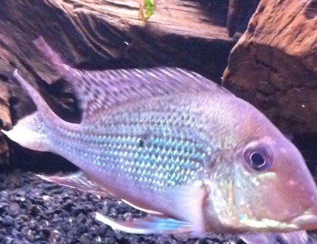 freshwater fish - geophagus jurupari - demon fish stocking in 72 gallons tank - Geophagus Jurupari freshwater fish - geophagus jurupari - demon fish stocking in 72 gallons tank - Geophagus Jurupari