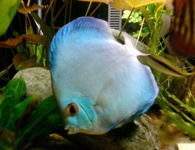 freshwater fish - symphysodon sp. - blue diamond discus stocking in 135 gallons tank - Blue Diamond Discus freshwater fish - symphysodon sp. - blue diamond discus stocking in 135 gallons tank - Blue Diamond Discus