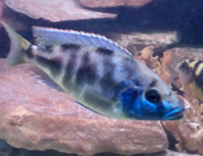freshwater fish - nimbochromis venustus - venustus cichlid stocking in 55 gallons tank - Livingstoni/peacock Father of 23 fry! Beautiful 8" fish one of the tank dominants with 7 egg spots. freshwater fish - nimbochromis venustus - venustus cichlid stocking in 55 gallons tank - Livingstoni/peacock Father of 23 fry! Beautiful 8" fish one of the tank dominants with 7 egg spots.