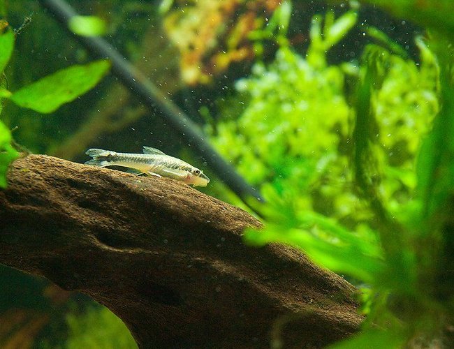 freshwater fish - otocinclus sp. - otocinclus catfish ( stocking in 33 gallons tank - oto catfish freshwater fish - otocinclus sp. - otocinclus catfish ( stocking in 33 gallons tank - oto catfish