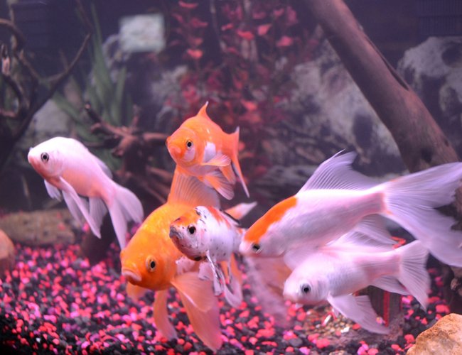 freshwater fish - carassius auratus - fantail goldfish stocking in 75 gallons tank - MIGHT BE ALL OF OUR FISH(EXCEPT PLECO) HUDDLED UP TOGETHER AS USUAL freshwater fish - carassius auratus - fantail goldfish stocking in 75 gallons tank - MIGHT BE ALL OF OUR FISH(EXCEPT PLECO) HUDDLED UP TOGETHER AS USUAL