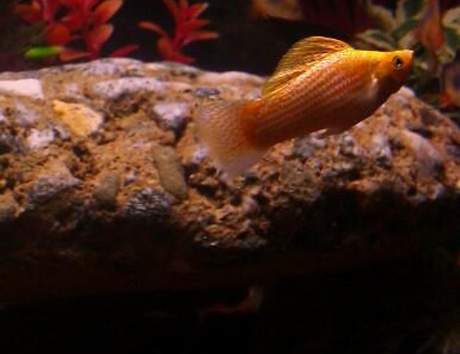 freshwater fish - poecilia latipinna - golden sailfin molly stocking in 110 gallons tank - Molly freshwater fish - poecilia latipinna - golden sailfin molly stocking in 110 gallons tank - Molly