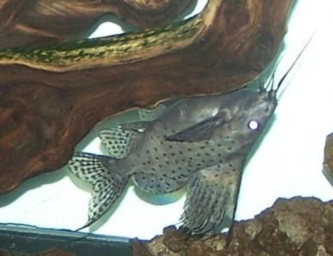 freshwater fish - synodontis nigriventris - upside down cat stocking in 150 gallons tank - 1 of my 3 Sailfin Cats in the 150...1" in August 2010, now 6" freshwater fish - synodontis nigriventris - upside down cat stocking in 150 gallons tank - 1 of my 3 Sailfin Cats in the 150...1" in August 2010, now 6"