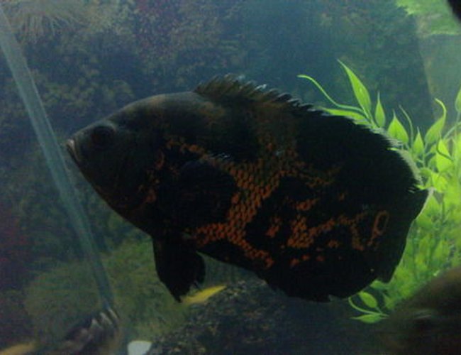 freshwater fish - astronotus ocellatus - tiger oscar stocking in 119 gallons tank - Panther ..tanker's frnd freshwater fish - astronotus ocellatus - tiger oscar stocking in 119 gallons tank - Panther ..tanker's frnd