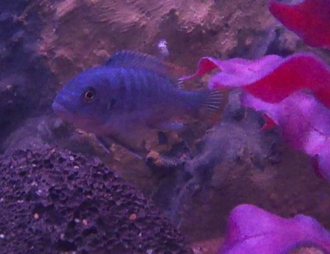 freshwater fish - maylandia greshakei - red top cobalt zebra stocking in 40 gallons tank - Ice Blue freshwater fish - maylandia greshakei - red top cobalt zebra stocking in 40 gallons tank - Ice Blue