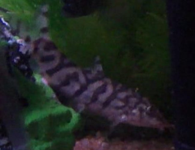 freshwater fish - botia lohachata - yoyo loach stocking in 40 gallons tank - Yo Yo Loach freshwater fish - botia lohachata - yoyo loach stocking in 40 gallons tank - Yo Yo Loach