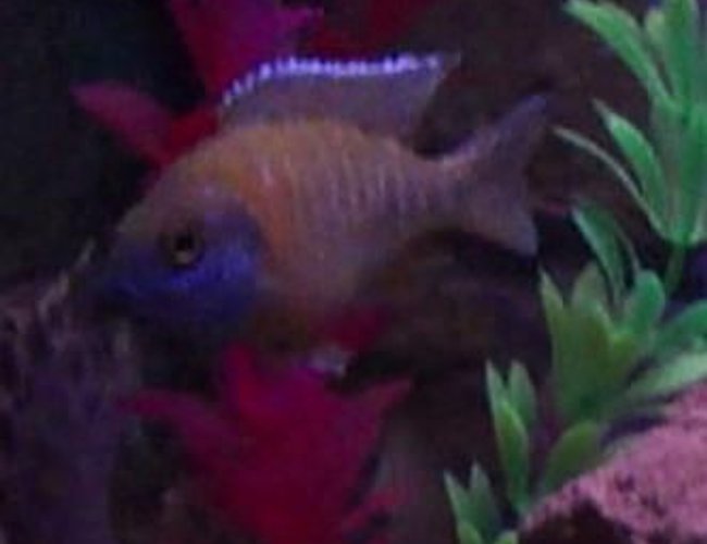 freshwater fish - aulonocara stuartgranti - peacock cichlid stocking in 40 gallons tank - Peacock Cichlid freshwater fish - aulonocara stuartgranti - peacock cichlid stocking in 40 gallons tank - Peacock Cichlid