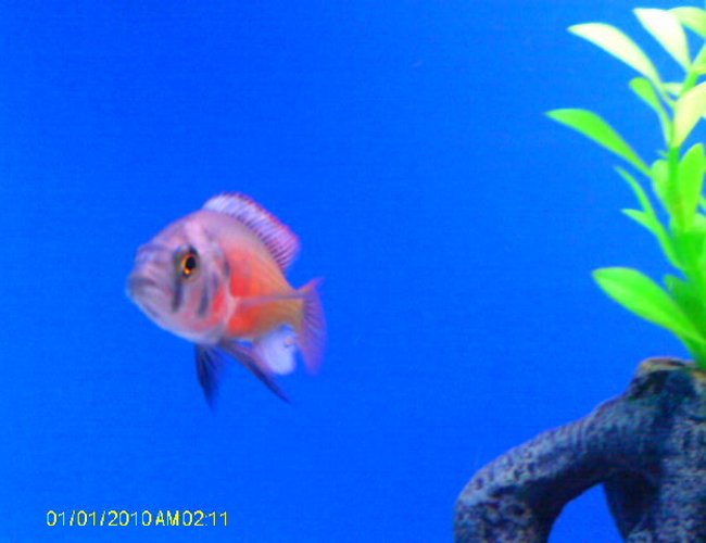 freshwater fish - haplochromis sp. - kyoga flameback stocking in 55 gallons tank - Kyoga Flameback freshwater fish - haplochromis sp. - kyoga flameback stocking in 55 gallons tank - Kyoga Flameback