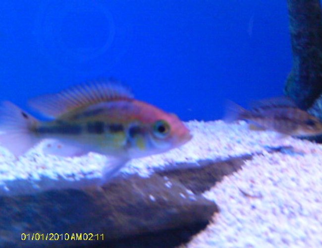 freshwater fish - haplochromis sp. - ruby green stocking in 55 gallons tank - ruby green freshwater fish - haplochromis sp. - ruby green stocking in 55 gallons tank - ruby green