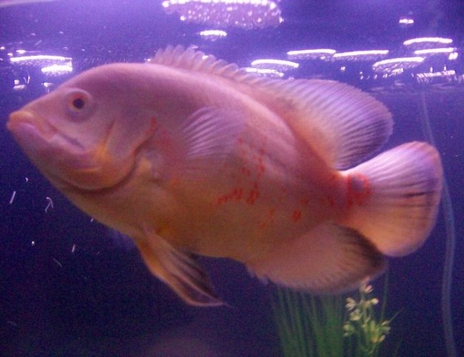 freshwater fish - astronotus ocellatus - albino oscar stocking in 75 gallons tank - Albino Oscar, poor beast is no longer with us freshwater fish - astronotus ocellatus - albino oscar stocking in 75 gallons tank - Albino Oscar, poor beast is no longer with us