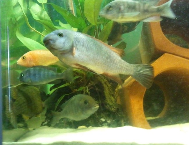 freshwater fish - cyrtocara moorii - moorei cichlid stocking in 63 gallons tank - blue mooriis fuelleborni and peacocks freshwater fish - cyrtocara moorii - moorei cichlid stocking in 63 gallons tank - blue mooriis fuelleborni and peacocks