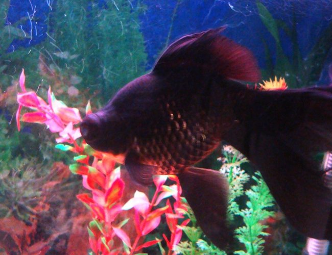 freshwater fish - carassius auratus - black moor goldfish stocking in 100 gallons tank - My Black Moor Goldfish freshwater fish - carassius auratus - black moor goldfish stocking in 100 gallons tank - My Black Moor Goldfish