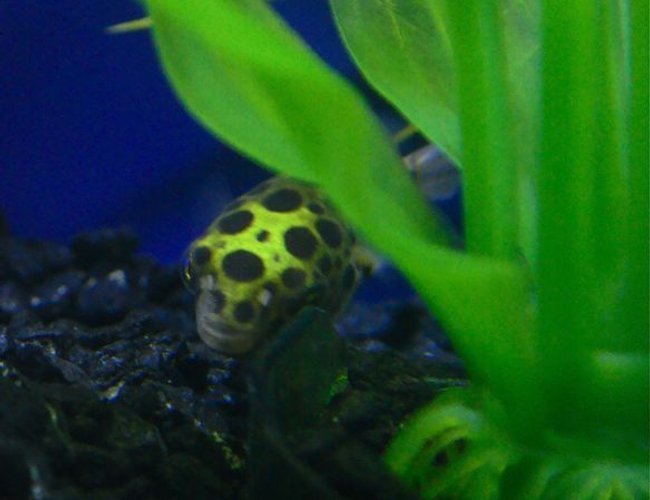 freshwater fish - tetraodon nigroviridis - green spotted puffer stocking in 55 gallons tank - Green Spotted Puffer freshwater fish - tetraodon nigroviridis - green spotted puffer stocking in 55 gallons tank - Green Spotted Puffer