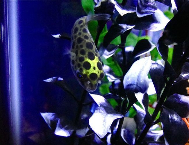 freshwater fish - tetraodon nigroviridis - green spotted puffer stocking in 55 gallons tank - Green Spotted Puffer freshwater fish - tetraodon nigroviridis - green spotted puffer stocking in 55 gallons tank - Green Spotted Puffer