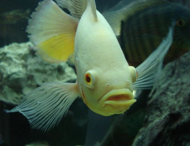 freshwater fish - astronotus ocellatus - albino oscar stocking in 350 gallons tank - Bob my 10 inch albino long finned Oscar, you can see how long his side fins are and his tail is extremely long! freshwater fish - astronotus ocellatus - albino oscar stocking in 350 gallons tank - Bob my 10 inch albino long finned Oscar, you can see how long his side fins are and his tail is extremely long!