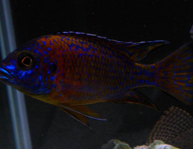 freshwater fish - aulonocara stuartgranti ngara - ngara flametail stocking in 125 gallons tank - My African Peacock (unsure true name) freshwater fish - aulonocara stuartgranti ngara - ngara flametail stocking in 125 gallons tank - My African Peacock (unsure true name)