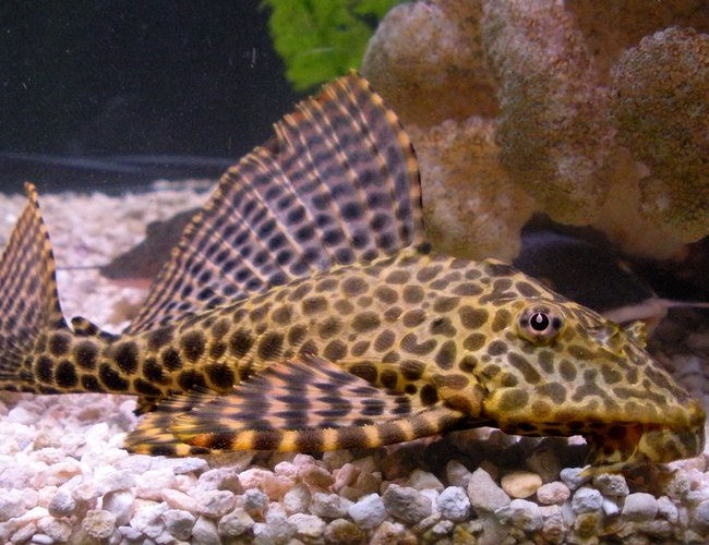 freshwater fish - glyptoperichthys gibbiceps - sailfin pleco (l-83) stocking in 125 gallons tank - My Highfin Leopard Pleco freshwater fish - glyptoperichthys gibbiceps - sailfin pleco (l-83) stocking in 125 gallons tank - My Highfin Leopard Pleco