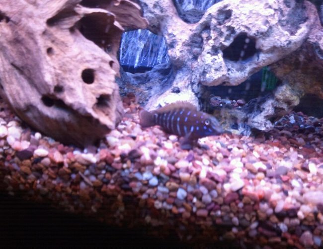 freshwater fish - tanganicodus irsacae - jeweled goby cichlid stocking in 100 gallons tank - Spotfin goby African cichlid freshwater fish - tanganicodus irsacae - jeweled goby cichlid stocking in 100 gallons tank - Spotfin goby African cichlid