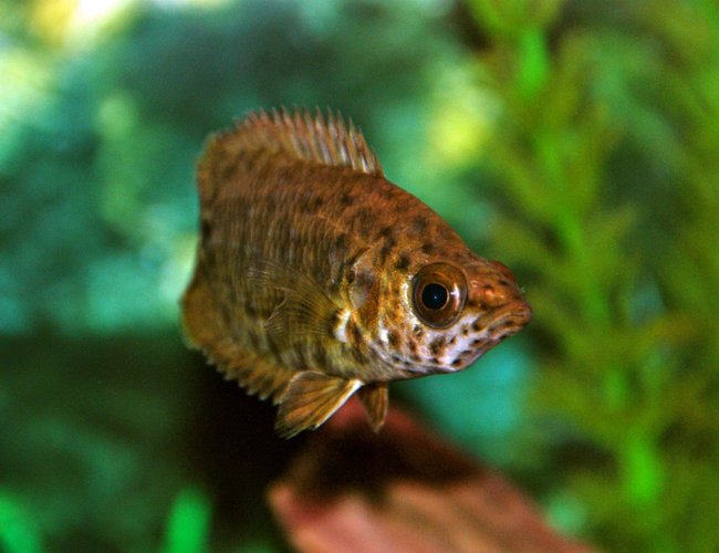 freshwater fish - ctenopoma acutirostre - leopard ctenopoma stocking in 30 gallons tank - This is my 1 of two leopard ctenopoma (African Leaf Fish) in my tank. These are one of my favorite freshwater fish! freshwater fish - ctenopoma acutirostre - leopard ctenopoma stocking in 30 gallons tank - This is my 1 of two leopard ctenopoma (African Leaf Fish) in my tank. These are one of my favorite freshwater fish!