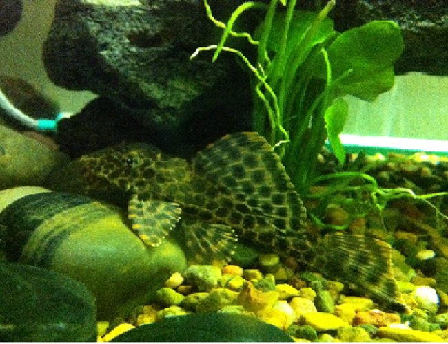 freshwater fish - hypostomus plecostomus - common pleco stocking in 52 gallons tank - my common pleco at 4" and its name is Dino :) freshwater fish - hypostomus plecostomus - common pleco stocking in 52 gallons tank - my common pleco at 4" and its name is Dino :)