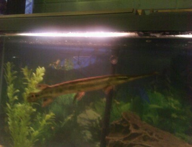 freshwater fish - lepisosteus osseus - longnose gar stocking in 150 gallons tank - gar freshwater fish - lepisosteus osseus - longnose gar stocking in 150 gallons tank - gar