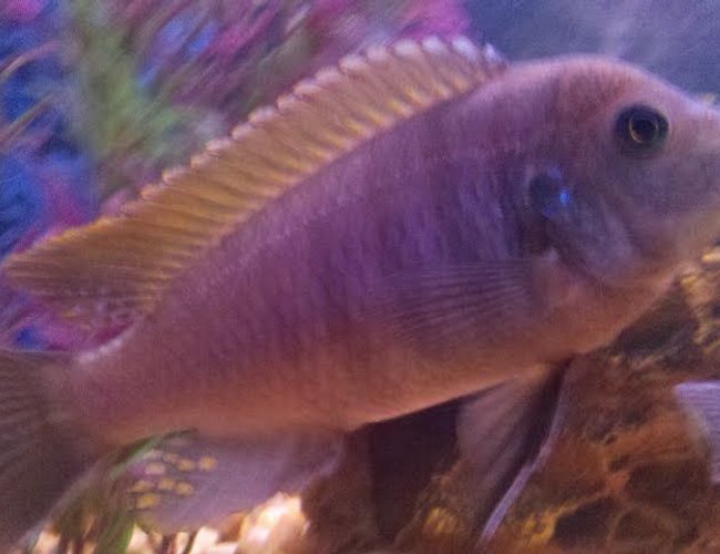 freshwater fish - maylandia lombardoi - blue kenyi cichlid stocking in 55 gallons tank freshwater fish - maylandia lombardoi - blue kenyi cichlid stocking in 55 gallons tank