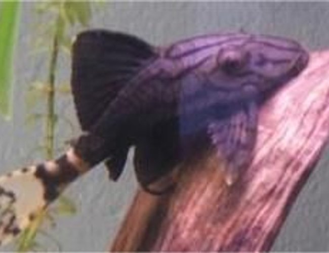 freshwater fish - panaque nigrolineatus l-191 - royal pleco stocking in 55 gallons tank - my royal green pleco. my favorite freshwater fish for some odd reason freshwater fish - panaque nigrolineatus l-191 - royal pleco stocking in 55 gallons tank - my royal green pleco. my favorite freshwater fish for some odd reason