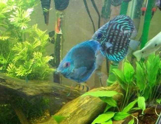 freshwater fish - symphysodon sp. - blue diamond discus stocking in 55 gallons tank - my blue diamond and red turquoise discus freshwater fish - symphysodon sp. - blue diamond discus stocking in 55 gallons tank - my blue diamond and red turquoise discus