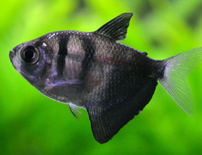 freshwater fish - gymnocorymbus sp. - black skirt tetra stocking in 200 gallons tank - Blackwidow Tetra freshwater fish - gymnocorymbus sp. - black skirt tetra stocking in 200 gallons tank - Blackwidow Tetra