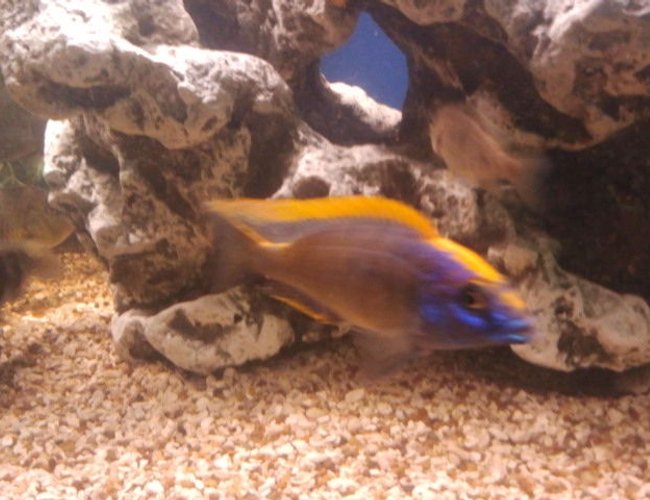 freshwater fish - aulonocara baenschi - sunshine peacock stocking in 75 gallons tank - Xxx freshwater fish - aulonocara baenschi - sunshine peacock stocking in 75 gallons tank - Xxx