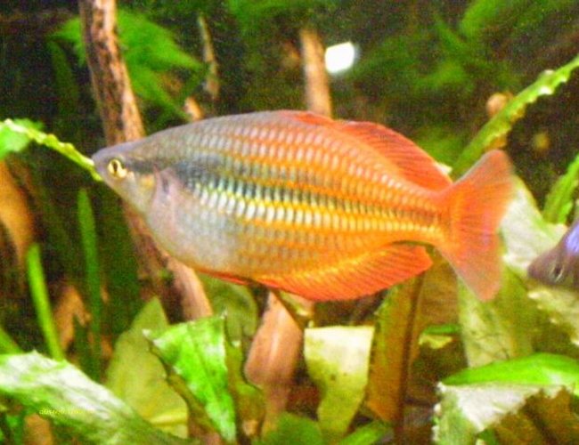freshwater fish - melanotaenia praecox - praecox rainbow stocking in 40 gallons tank - Rainbowfish freshwater fish - melanotaenia praecox - praecox rainbow stocking in 40 gallons tank - Rainbowfish