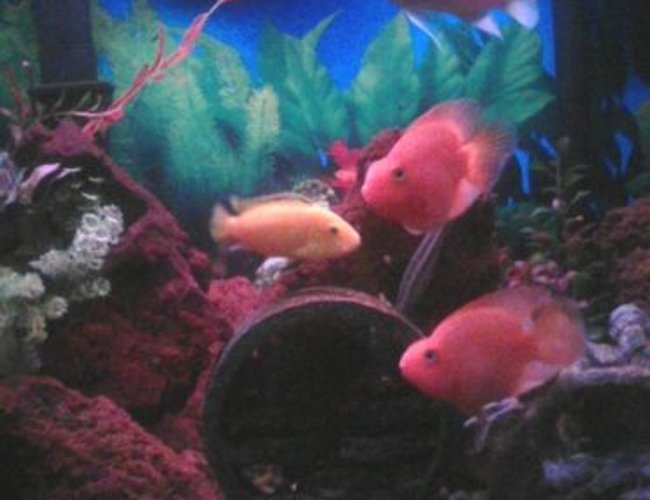 freshwater fish - heros severus x amphilophus citrinellum - blood parrot stocking in 55 gallons tank - 37G Tall freshwater fish - heros severus x amphilophus citrinellum - blood parrot stocking in 55 gallons tank - 37G Tall