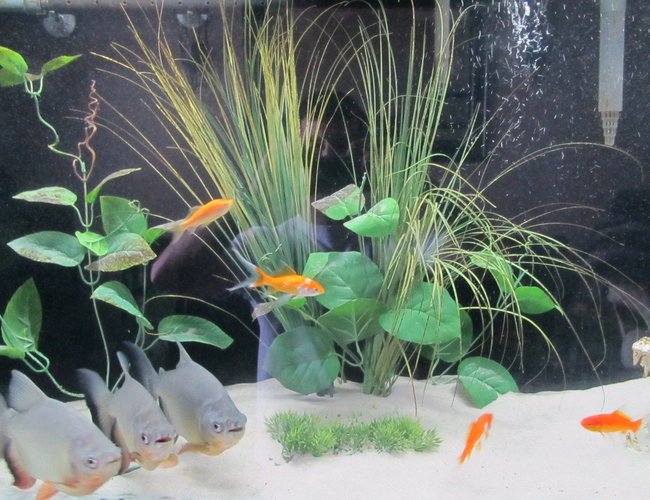 freshwater fish - carrassius auratus - goldfish stocking in 55 gallons tank freshwater fish - carrassius auratus - goldfish stocking in 55 gallons tank