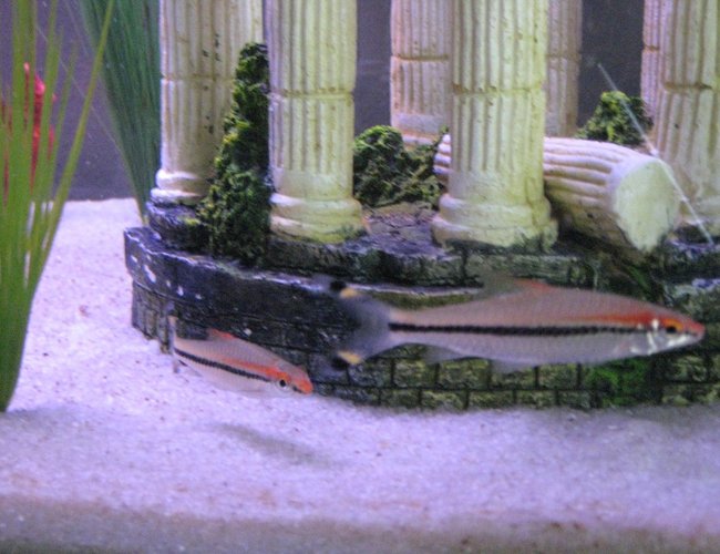 freshwater fish - barbus denisonii - denison barb stocking in 45 gallons tank - Red-Line Torpedo Barbs also called Roseline Sharks freshwater fish - barbus denisonii - denison barb stocking in 45 gallons tank - Red-Line Torpedo Barbs also called Roseline Sharks