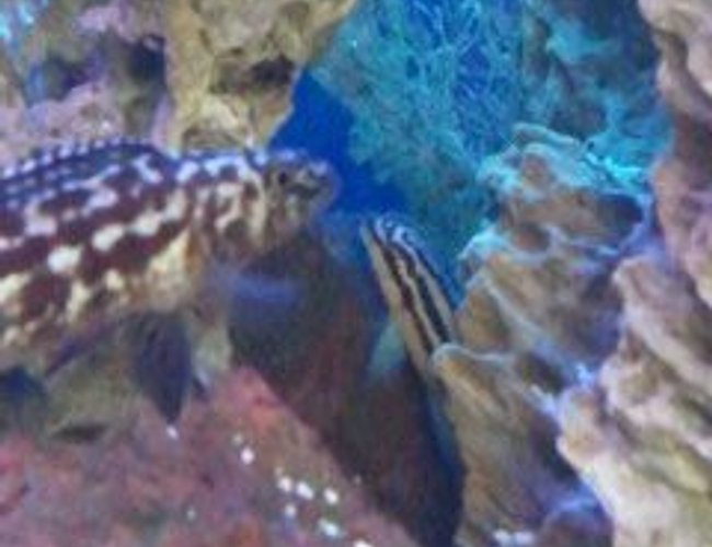 freshwater fish - julidochromis marlieri - marlieri cichlid stocking in 300 gallons tank - rock dwellers from tanganyika, julidochromis marlieri and transcriptus freshwater fish - julidochromis marlieri - marlieri cichlid stocking in 300 gallons tank - rock dwellers from tanganyika, julidochromis marlieri and transcriptus