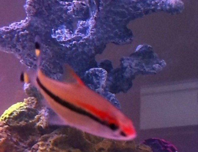 freshwater fish - barbus denisonii - denison barb stocking in 45 gallons tank - Red line Torpedo Barb freshwater fish - barbus denisonii - denison barb stocking in 45 gallons tank - Red line Torpedo Barb