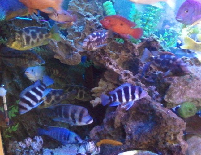 freshwater fish - cyphotilapia frontosa - frontosa cichlid stocking in 300 gallons tank - popular cave.. freshwater fish - cyphotilapia frontosa - frontosa cichlid stocking in 300 gallons tank - popular cave..