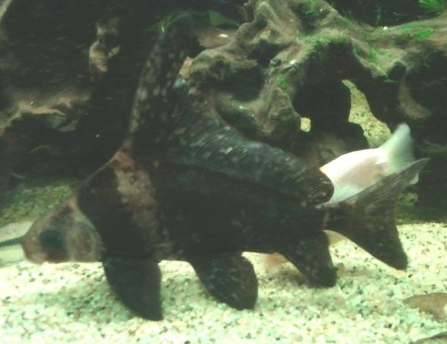 freshwater fish - myxocyprinus asiaticus - chinese high fin banded shark stocking in 66 gallons tank - A Chinese Banded Loach - or High Fin Loach. He is almost six inches in length. freshwater fish - myxocyprinus asiaticus - chinese high fin banded shark stocking in 66 gallons tank - A Chinese Banded Loach - or High Fin Loach. He is almost six inches in length.