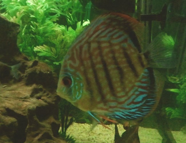 freshwater fish - symphysodon aequifasciata - royal blue discus stocking in 66 gallons tank freshwater fish - symphysodon aequifasciata - royal blue discus stocking in 66 gallons tank