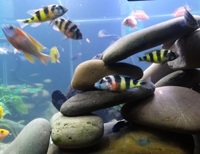 freshwater fish - astatotilapia latifasciata - zebra obliquidens stocking in 209 gallons tank - . freshwater fish - astatotilapia latifasciata - zebra obliquidens stocking in 209 gallons tank - .