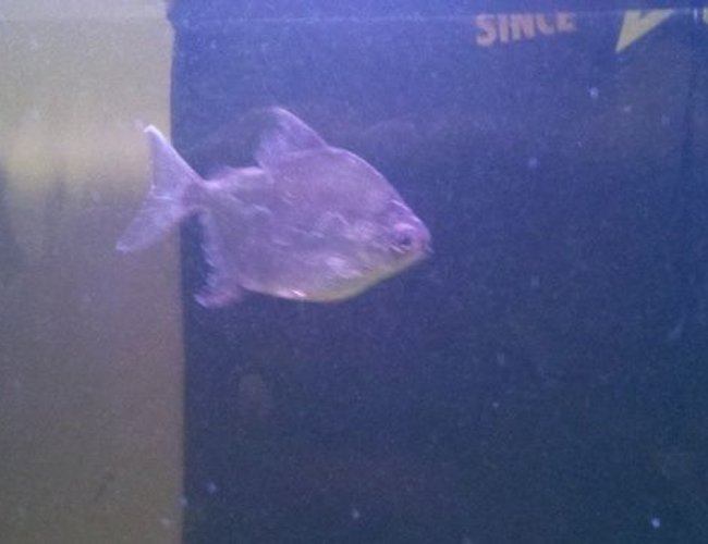 freshwater fish - metynnis argenteus - silver dollar stocking in 39 gallons tank - Red Hook I freshwater fish - metynnis argenteus - silver dollar stocking in 39 gallons tank - Red Hook I