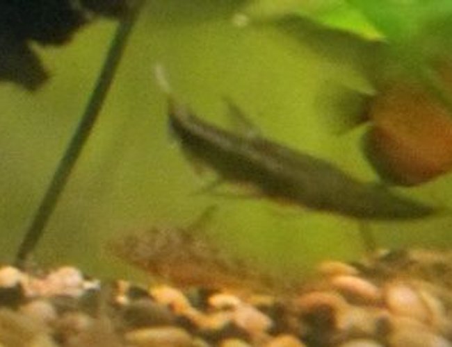 freshwater fish - pseudoplatystoma fasciatum - tiger shovelnose cat stocking in 39 gallons tank - Shovelnose freshwater fish - pseudoplatystoma fasciatum - tiger shovelnose cat stocking in 39 gallons tank - Shovelnose