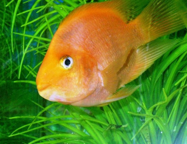 freshwater fish - heros severus x amphilophus - blood parrot stocking in 45 gallons tank - Blood Parrot Cichlid- A new wonder to my newly added cichlidd tank. About 4-5'' long. freshwater fish - heros severus x amphilophus - blood parrot stocking in 45 gallons tank - Blood Parrot Cichlid- A new wonder to my newly added cichlidd tank. About 4-5'' long.