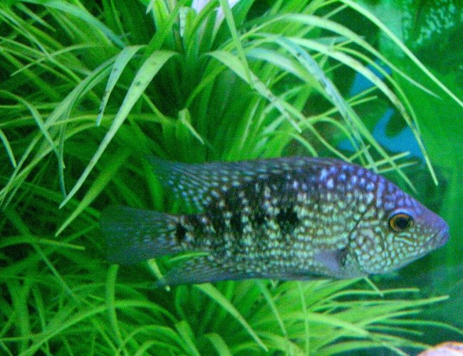 freshwater fish - herichthys carpinte - green texas cichlid stocking in 45 gallons tank - Texas Cichlid- A newly bought one and it's about 3-4 inches long freshwater fish - herichthys carpinte - green texas cichlid stocking in 45 gallons tank - Texas Cichlid- A newly bought one and it's about 3-4 inches long