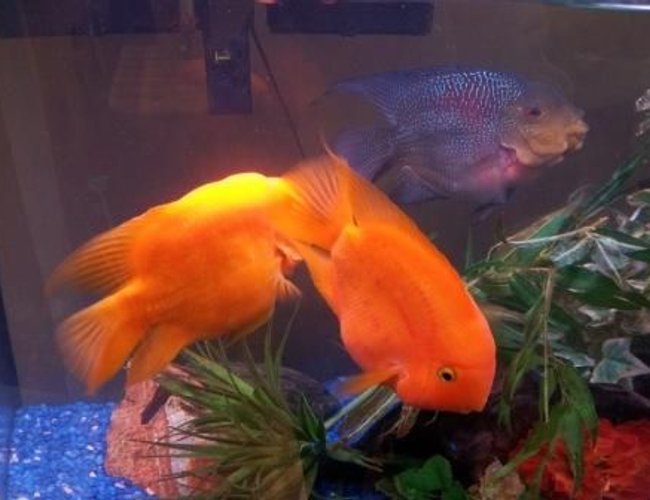 freshwater fish - heros severus x amphilophus - blood parrot stocking in 46 gallons tank - Anyone interested in buying some fish? I'm in Mahwah, NJ. They're about 5 inches big and too big for my 46 gallon tan freshwater fish - heros severus x amphilophus - blood parrot stocking in 46 gallons tank - Anyone interested in buying some fish? I'm in Mahwah, NJ. They're about 5 inches big and too big for my 46 gallon tan