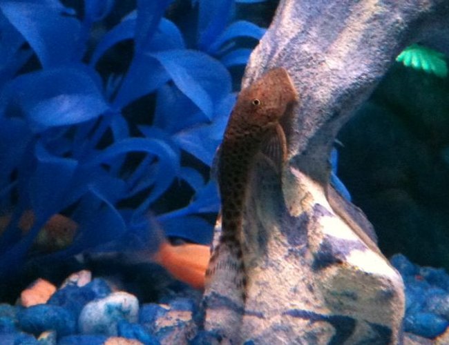 freshwater fish - chaetostoma milesi - rubberlip pleco stocking in 30 gallons tank - Rubber lipped pleco freshwater fish - chaetostoma milesi - rubberlip pleco stocking in 30 gallons tank - Rubber lipped pleco