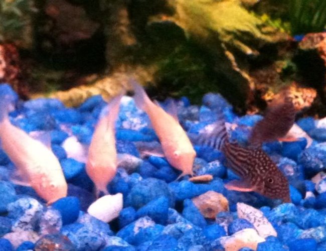 freshwater fish - corydoras sp. - false julii cory cat stocking in 30 gallons tank - The five cories freshwater fish - corydoras sp. - false julii cory cat stocking in 30 gallons tank - The five cories