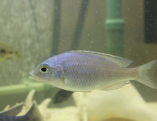 freshwater fish - cyrtocara moorii - blue dolphin cichlid stocking in 55 gallons tank freshwater fish - cyrtocara moorii - blue dolphin cichlid stocking in 55 gallons tank