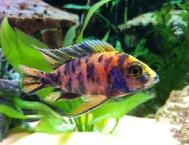 freshwater fish - aulonocara nyassae var. - peacock cichlid, orange blossom stocking in 55 gallons tank - peacock freshwater fish - aulonocara nyassae var. - peacock cichlid, orange blossom stocking in 55 gallons tank - peacock